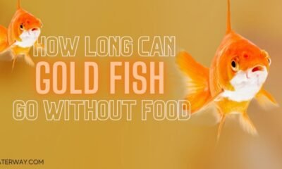 HOW LONG CAN GOLDFISH GO WITHOUT FOOD