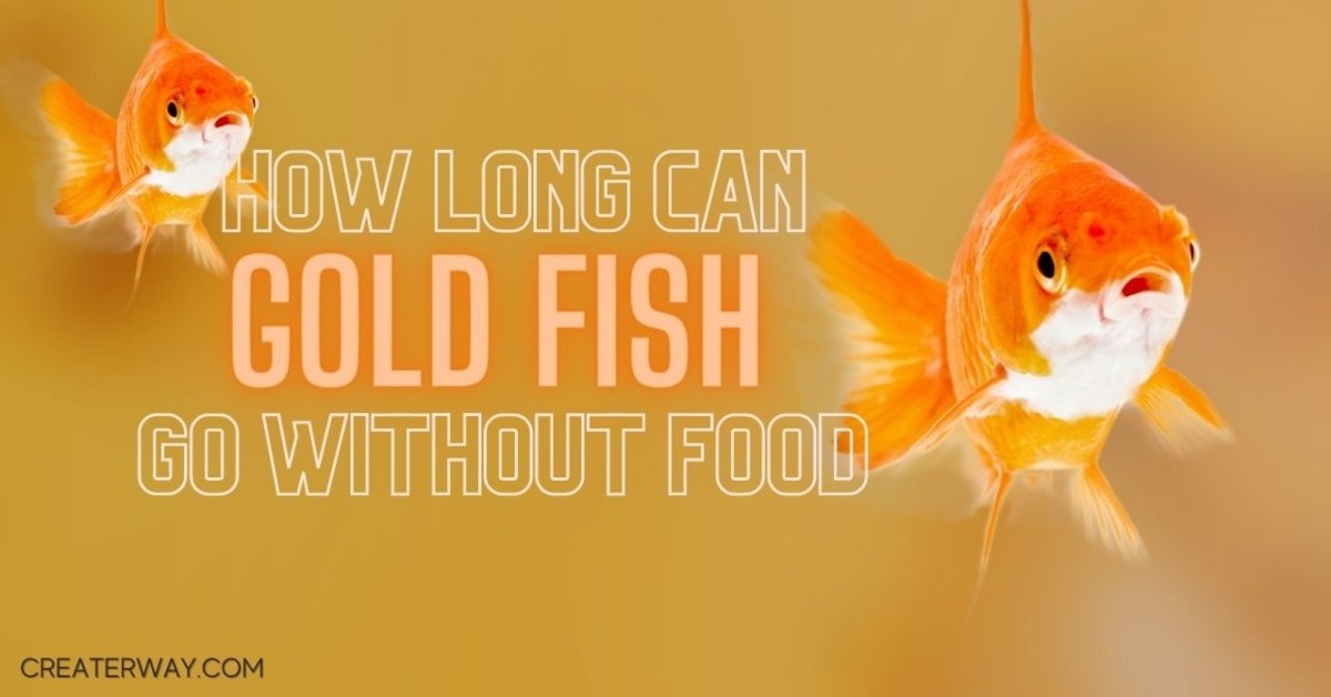 HOW LONG CAN GOLDFISH GO WITHOUT FOOD