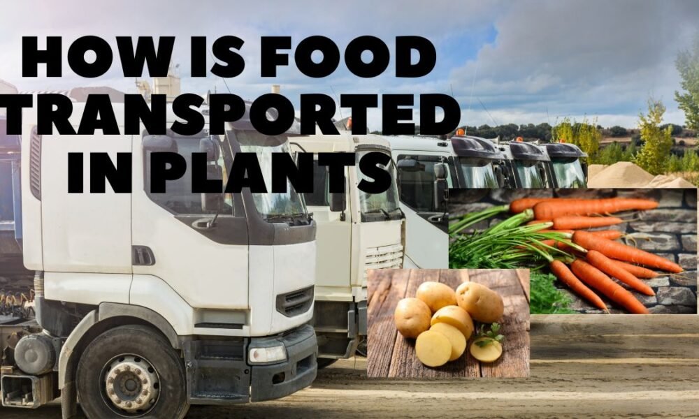 HOW IS FOOD TRANSPORTED IN PLANTS