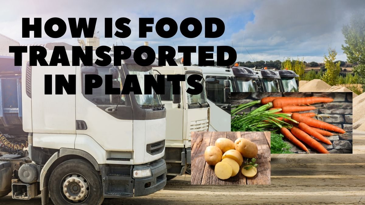 HOW IS FOOD TRANSPORTED IN PLANTS