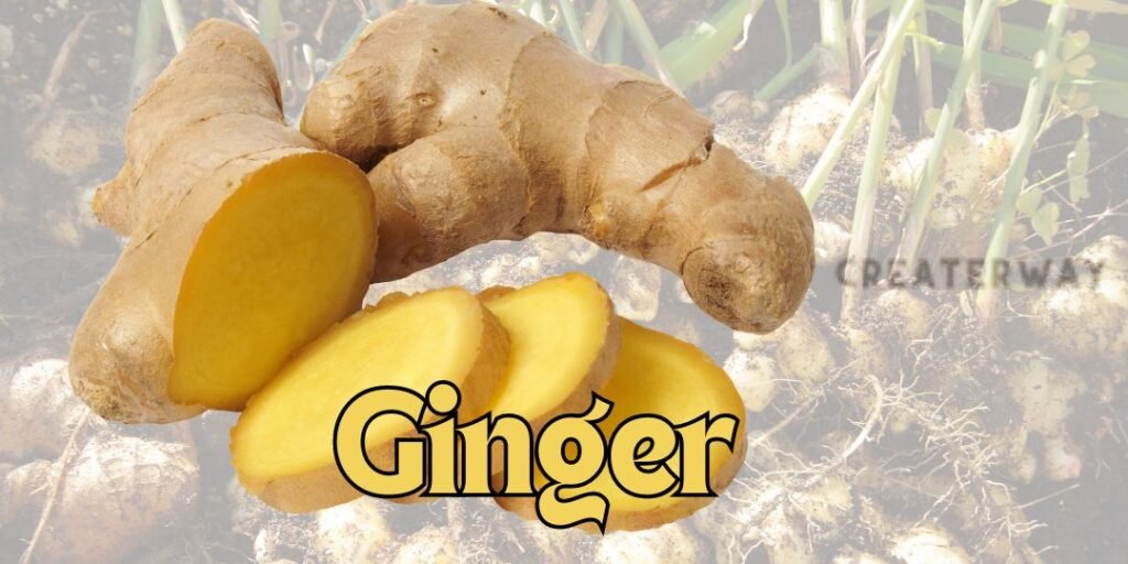 an image of ginger plant and a raw ginger