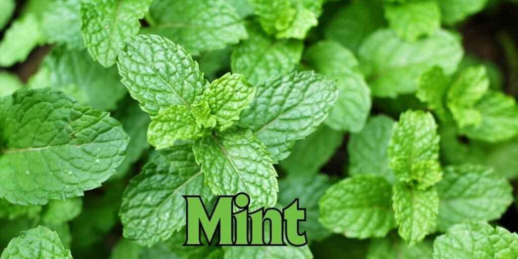 plant of mint with fresh leafs of mint